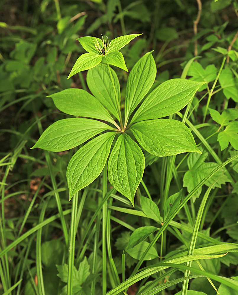 Image of Paris verticillata specimen.