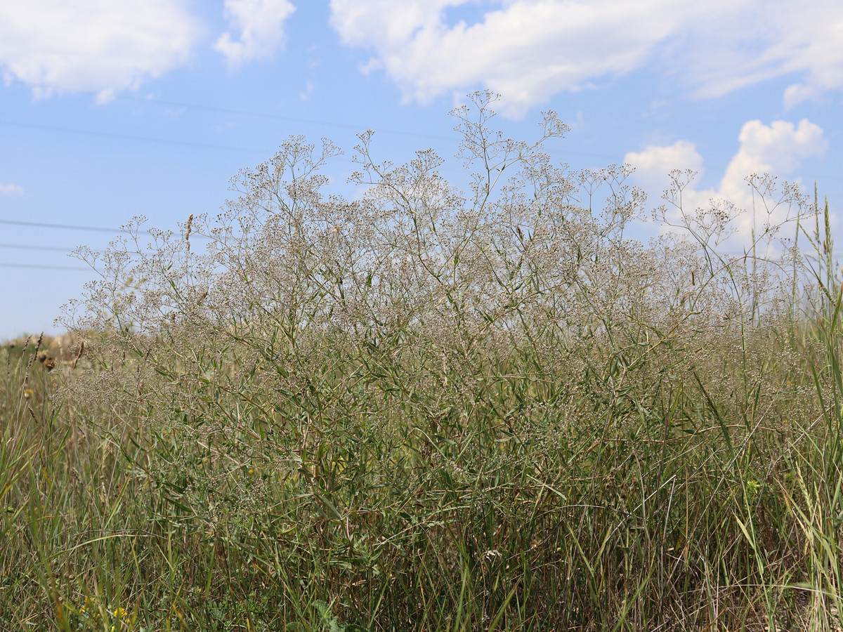 Изображение особи Gypsophila paniculata.