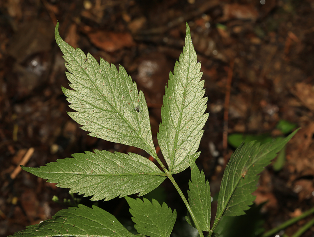 Image of Spuriopimpinella calycina specimen.