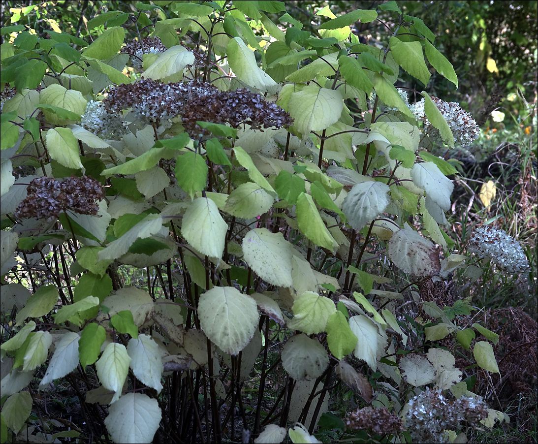 Image of Hydrangea arborescens specimen.