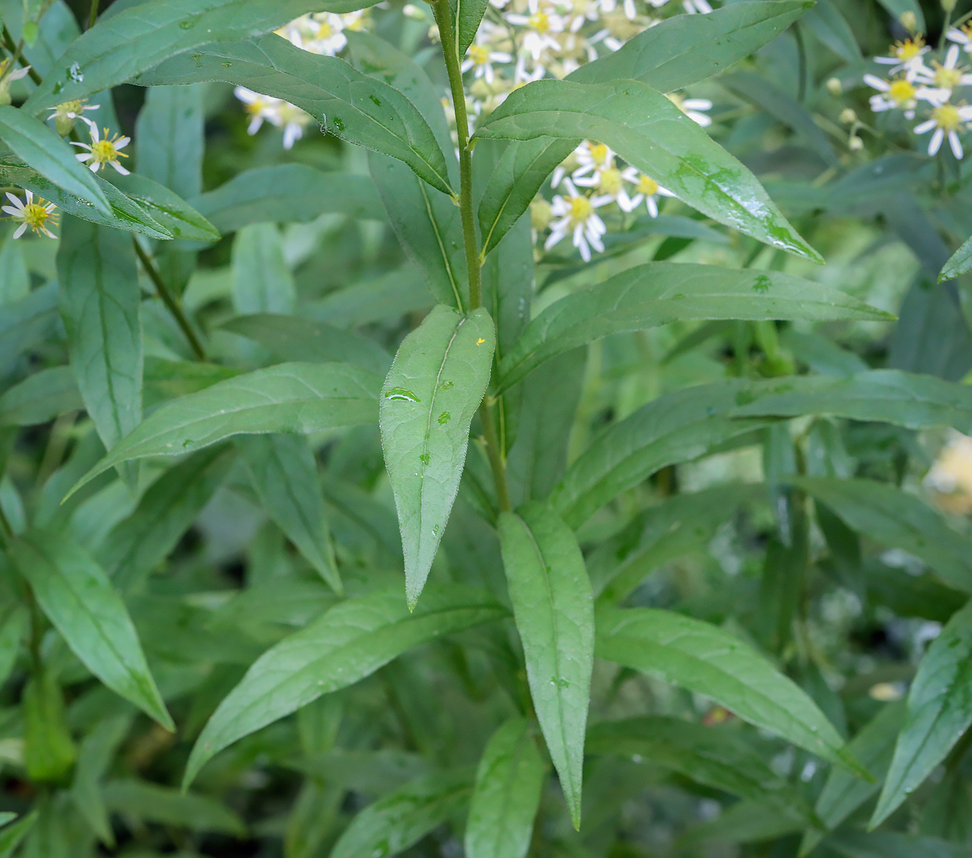 Image of Doellingeria umbellata specimen.