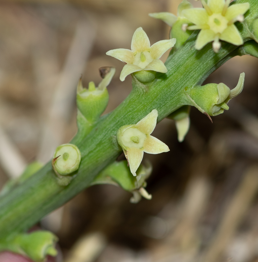 Image of Cussonia paniculata specimen.