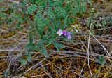 Clausia aprica. Цветущее растение (сверху видна часть листа Thalictrum). Башкирия, Учалинский р-н, хребет Нурали, ≈ 700 м н.у.м., поросший мхом участок склона у подножия скал. 22.07.2020.