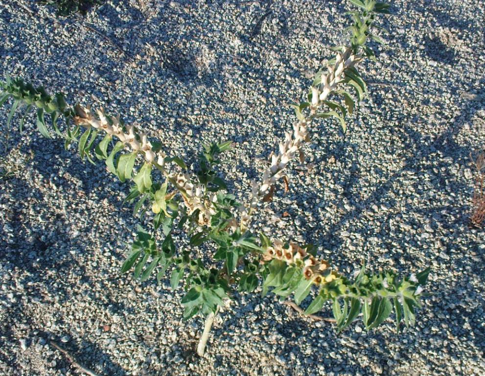 Изображение особи Hyoscyamus niger.