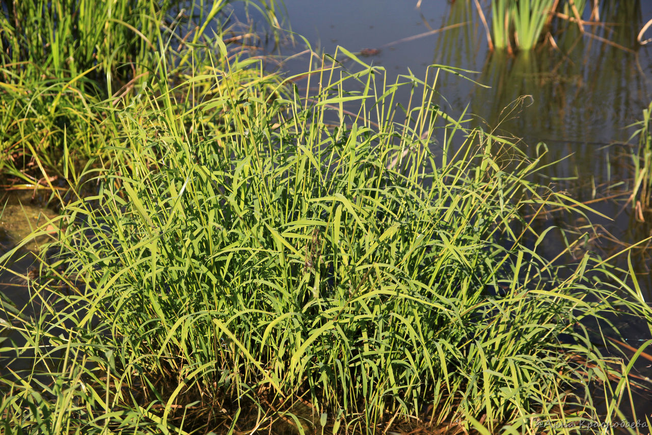 Изображение особи Leersia oryzoides.