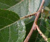 Padus virginiana. Часть побега и основания листьев с экстрафлоральными нектарниками. Тверская обл., г. Тверь, Заволжский р-н, перекрёсток ул. Фрунзе и ул. Паши Савельевой, ЛЭП, луг. 12 сентября 2020 г.