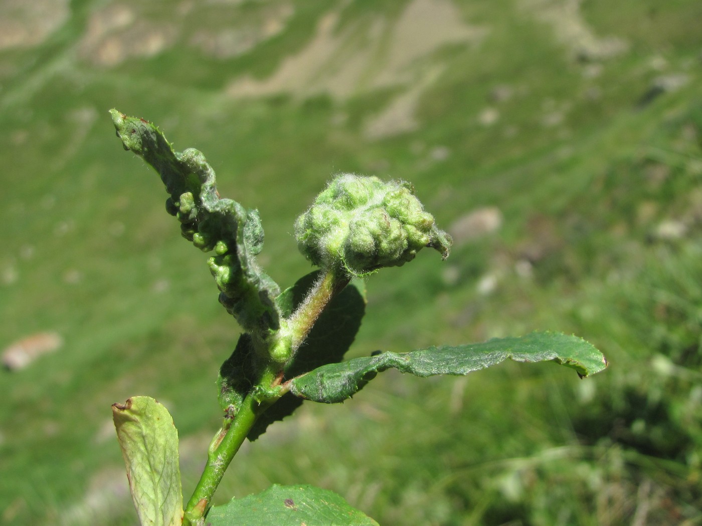 Image of Salix caucasica specimen.