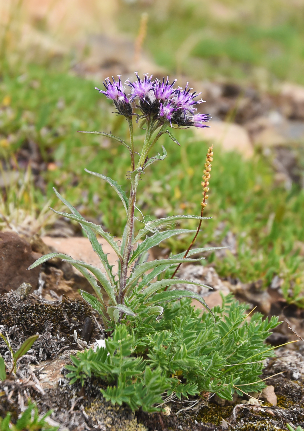 Image of Saussurea tilesii ssp. putoranica specimen.