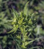 Lithospermum officinale. Верхушка цветущего растения. Пермский край, Кунгурский р-н, окр. с. Плехановское, окр. ур. Спасская гора, разнотравный луг. 05.06.2021.