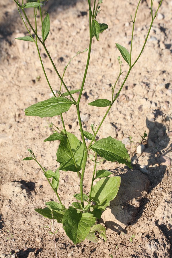 Image of Lapsana communis specimen.