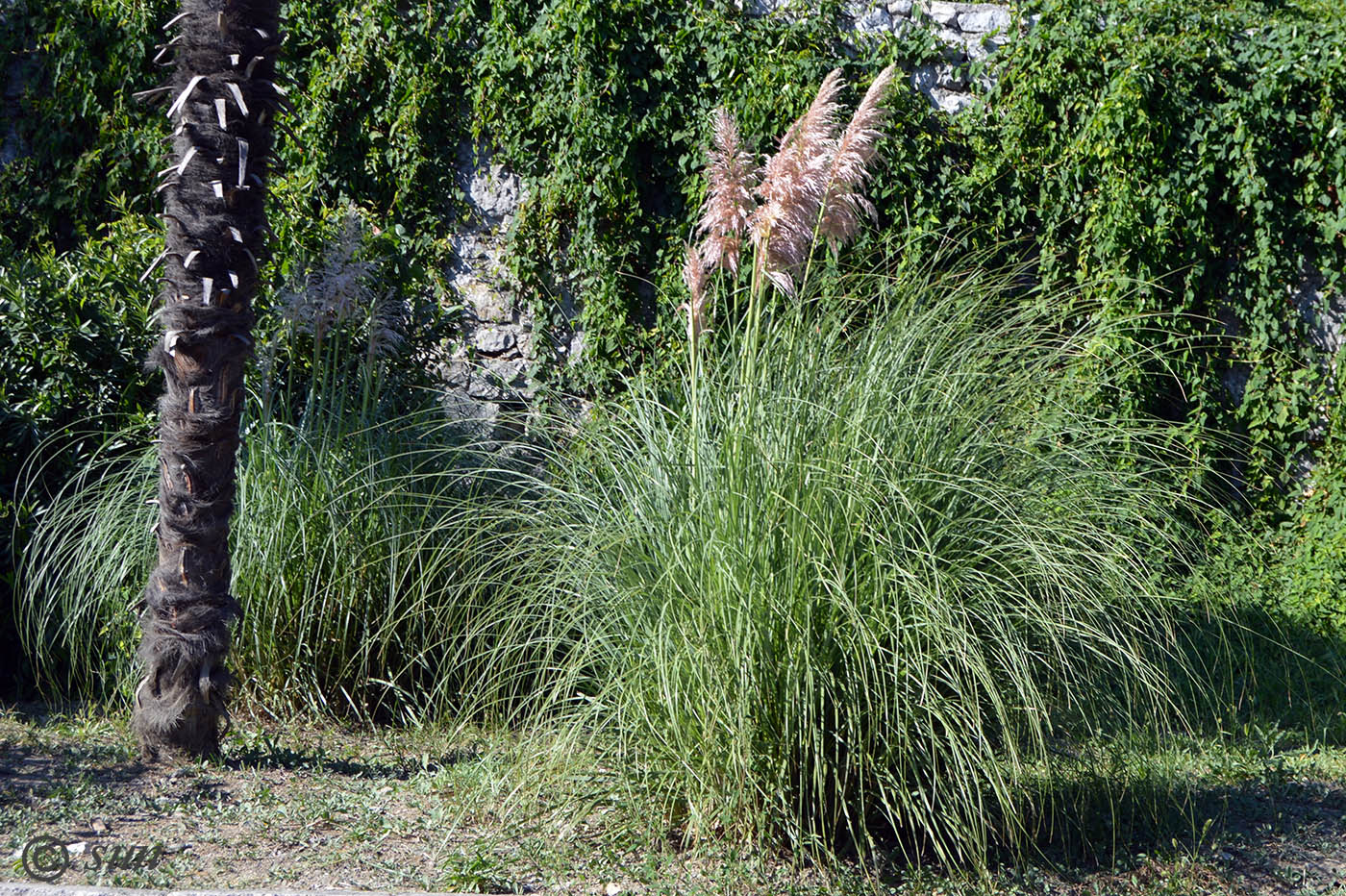 Изображение особи Cortaderia selloana.