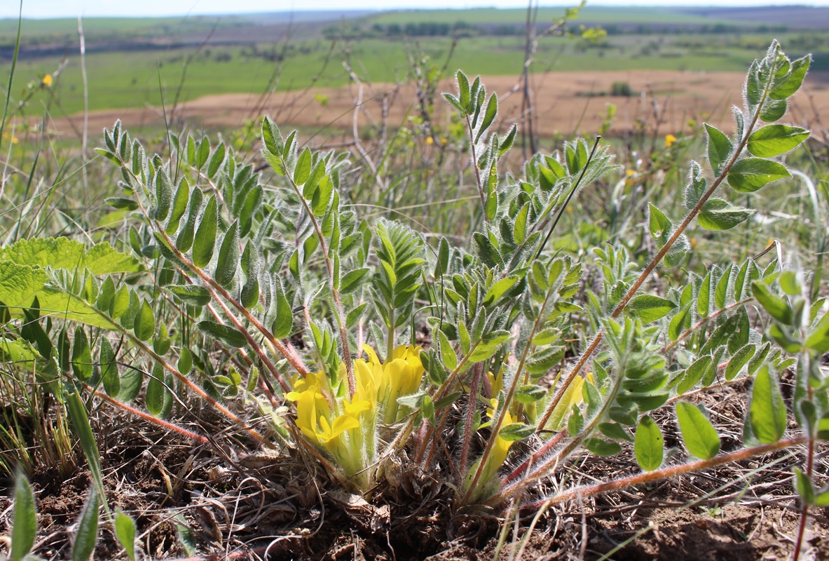 Image of Astragalus pubiflorus specimen.