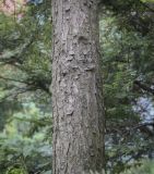 Tsuga canadensis. Часть ствола. Москва, ботанический сад МГУ \"Аптекарский огород\", в культуре. 02.09.2021.