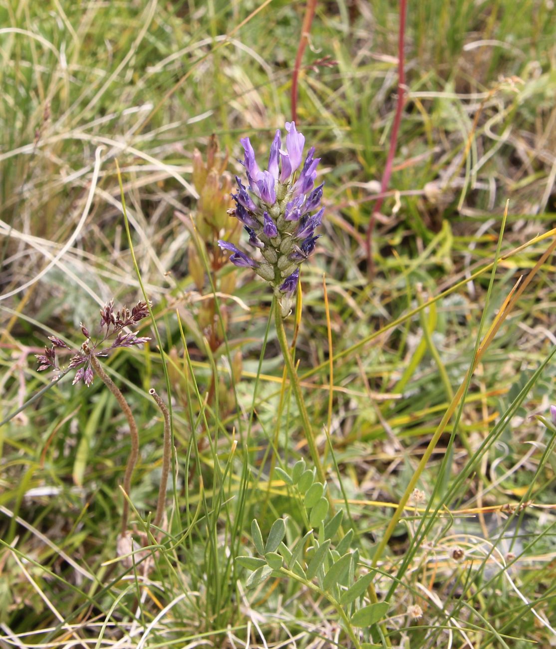 Изображение особи род Astragalus.