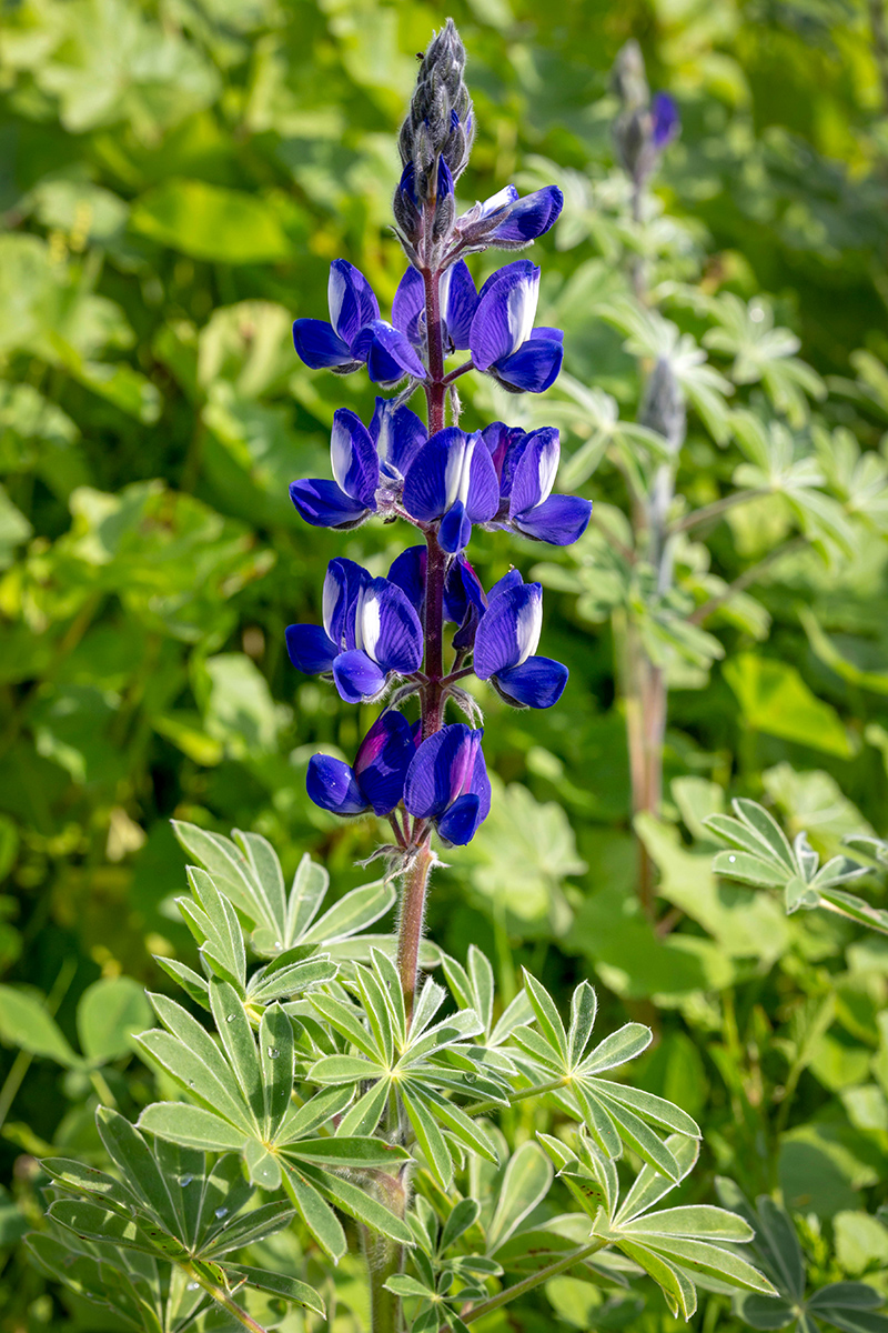 Изображение особи Lupinus pilosus.