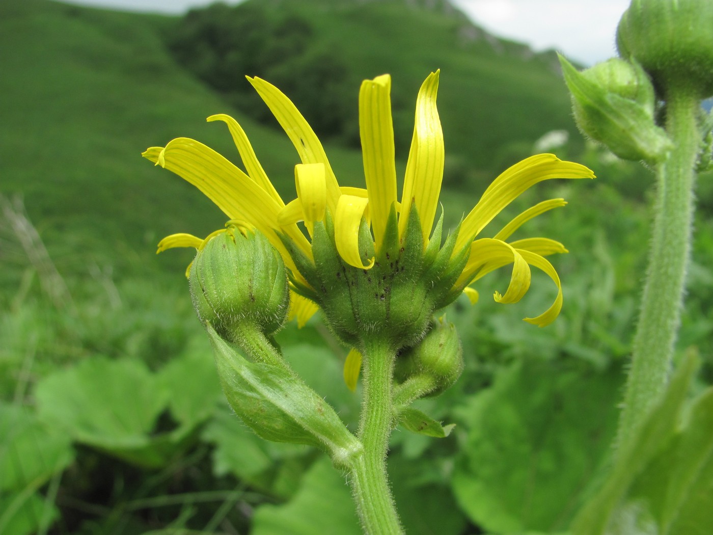 Изображение особи Doronicum macrophyllum.