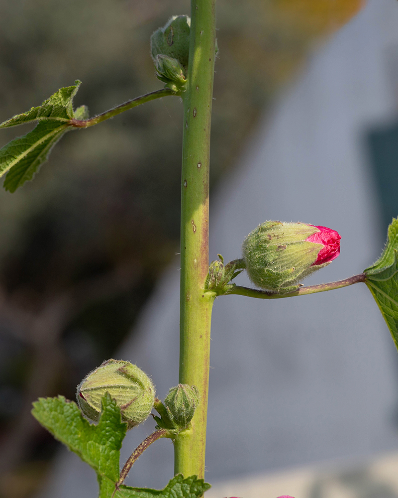 Изображение особи Alcea rosea.