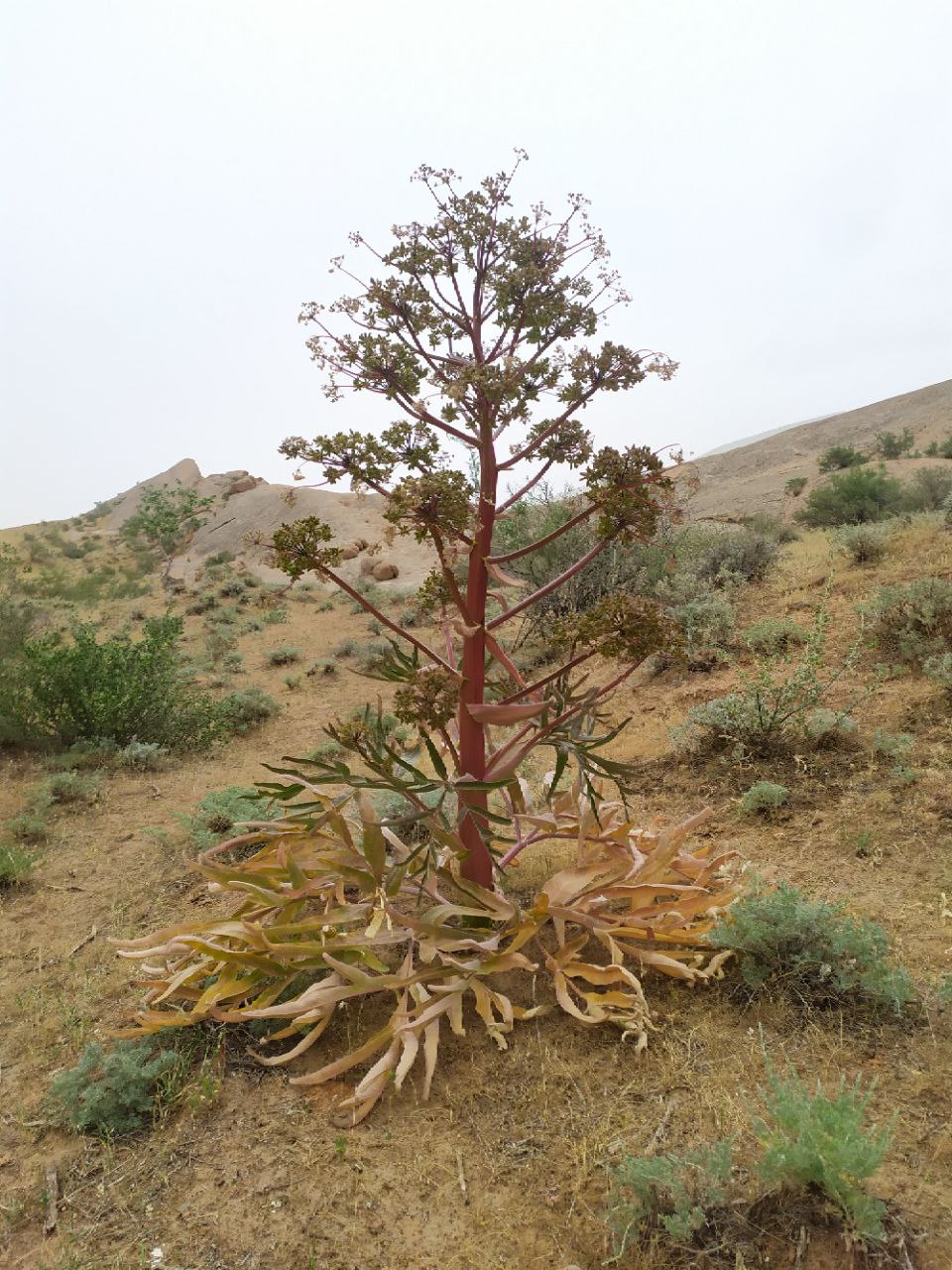 Image of Ferula tadshikorum specimen.