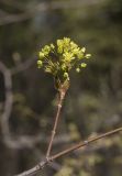 Acer platanoides