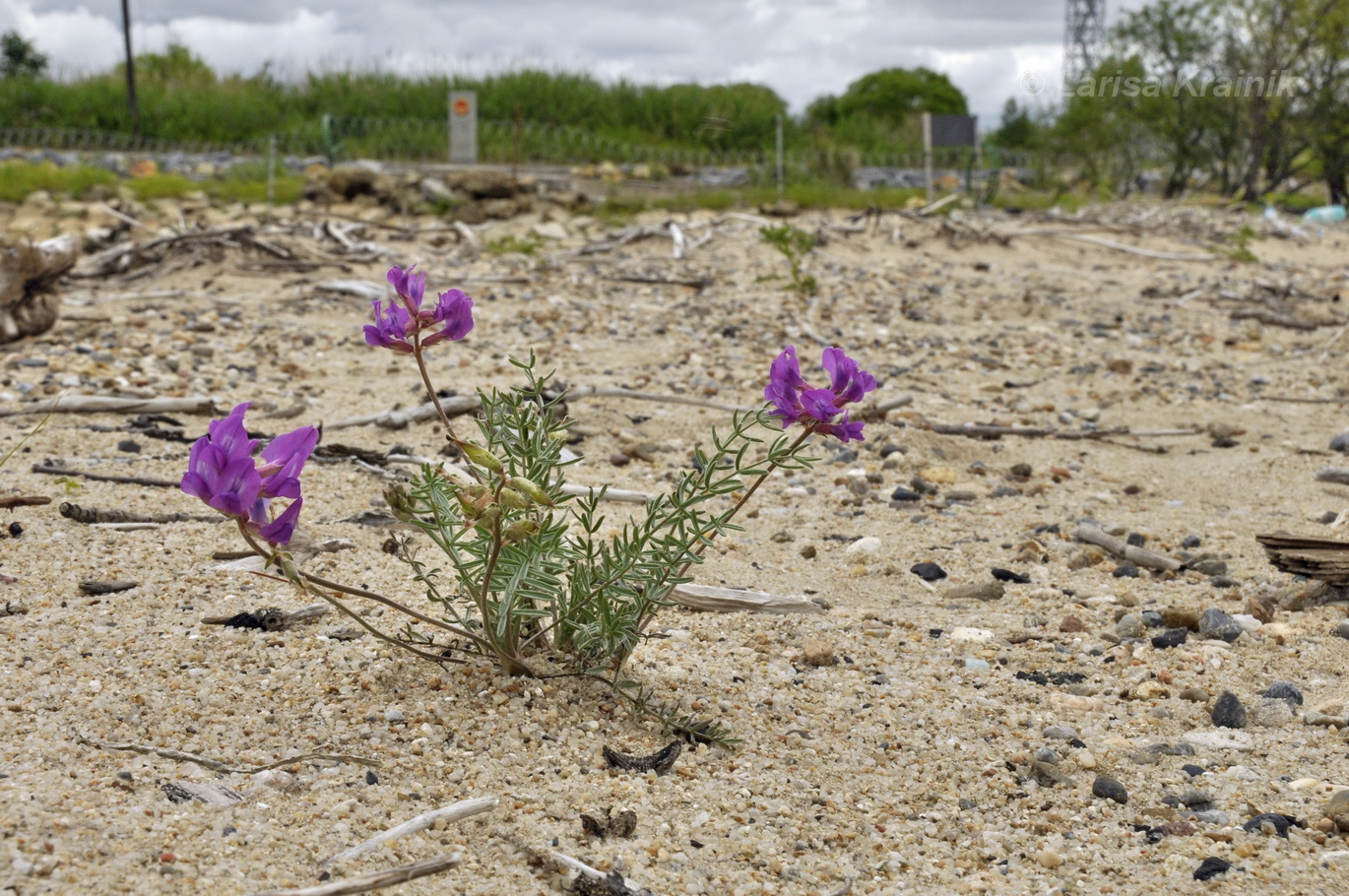 Image of Oxytropis hailarensis specimen.