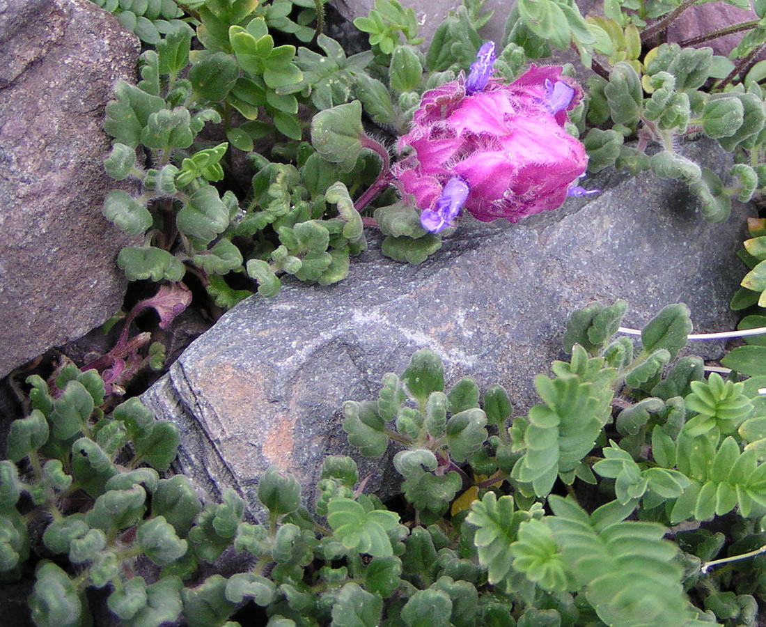 Image of Dracocephalum bungeanum specimen.