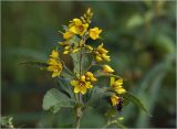 Lysimachia vulgaris