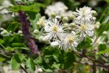 Clematis vitalba. Цветки и бутоны. Крым, подножие горы Демерджи, окр. с. Лучистое, крепость Фуна. 16.07.2021.