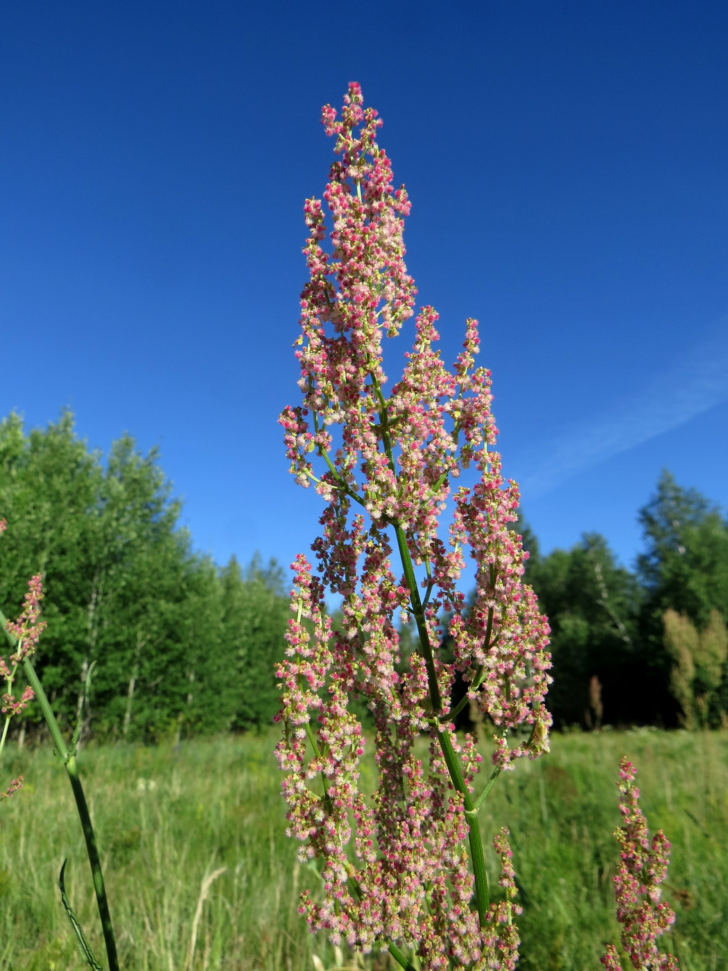 Image of Rumex thyrsiflorus specimen.