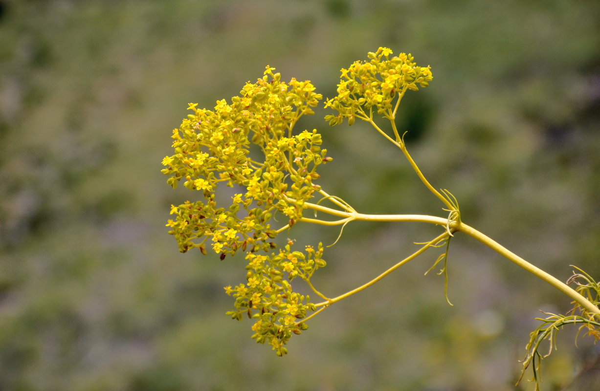 Image of Patrinia intermedia specimen.