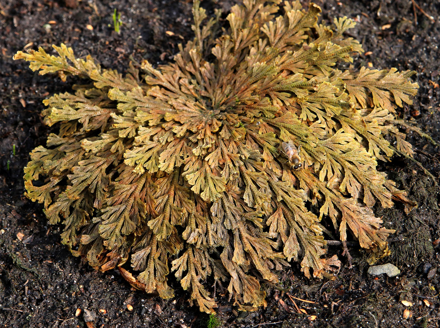 Image of genus Selaginella specimen.