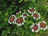 Смотреть изображение Viburnum sargentii