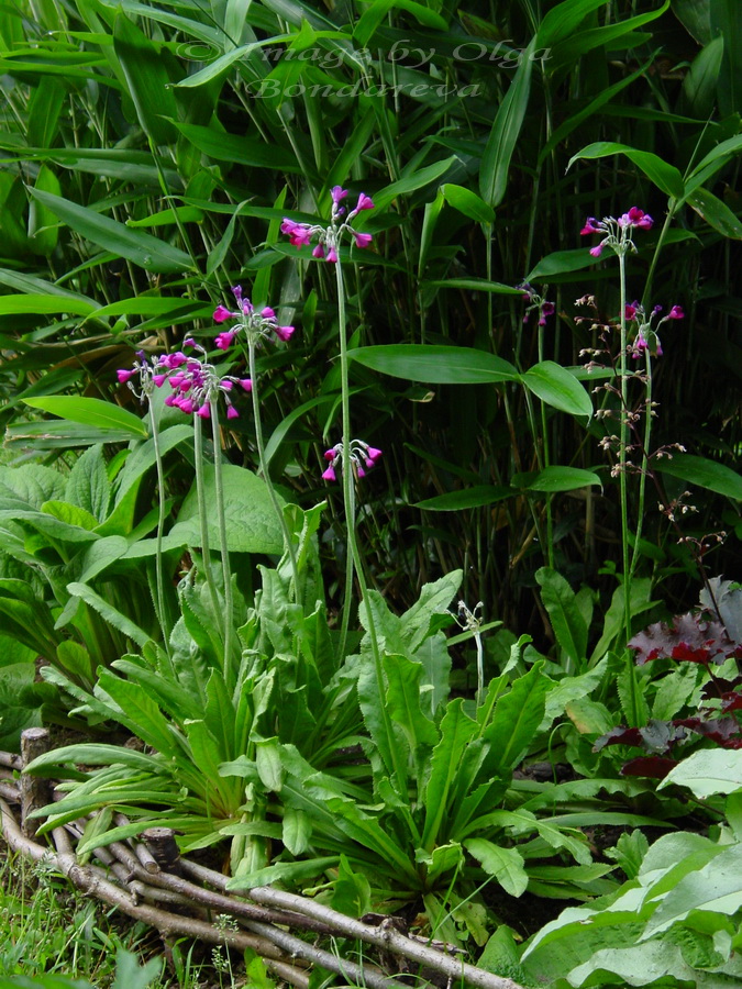 Image of Primula secundiflora specimen.