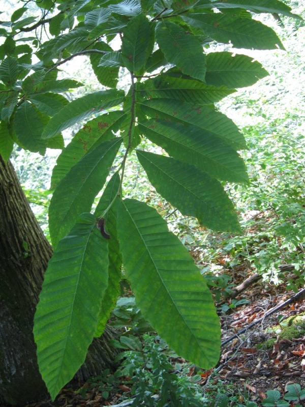 Image of Castanea sativa specimen.