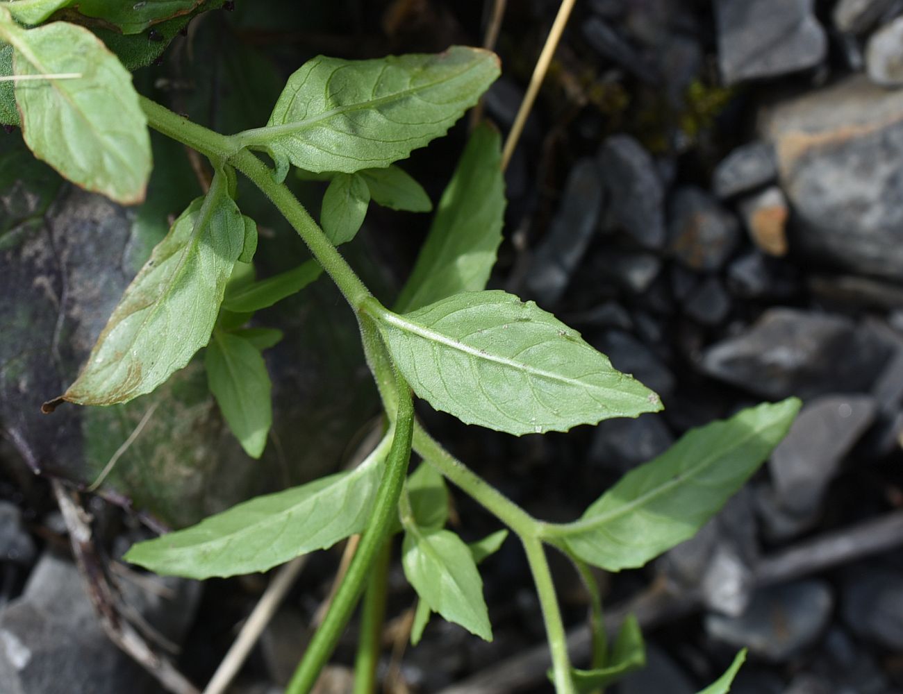 Изображение особи Epilobium montanum.