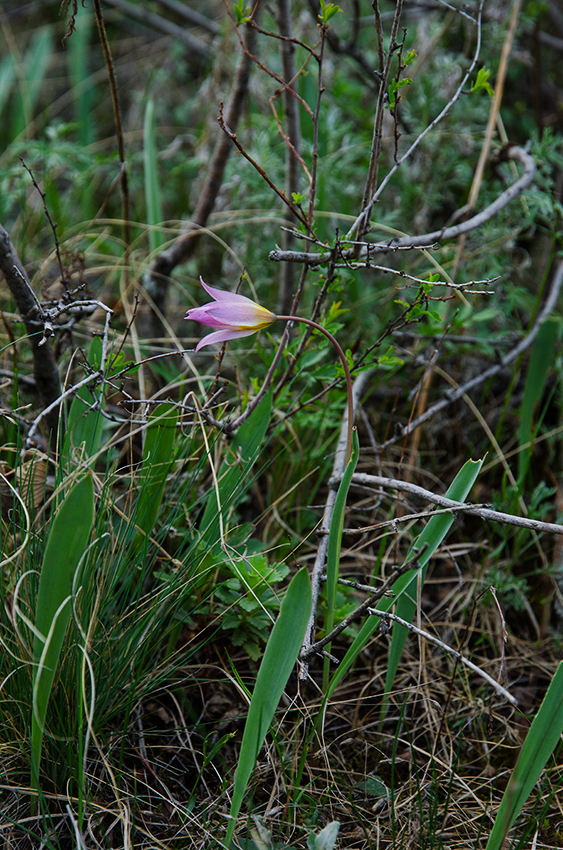 Image of Tulipa biebersteiniana specimen.