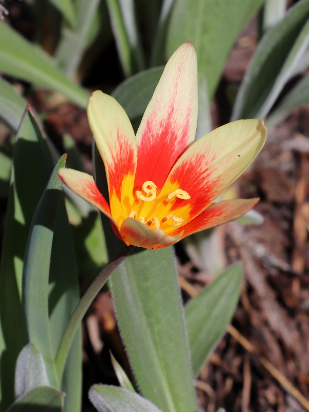 Image of Tulipa kaufmanniana specimen.