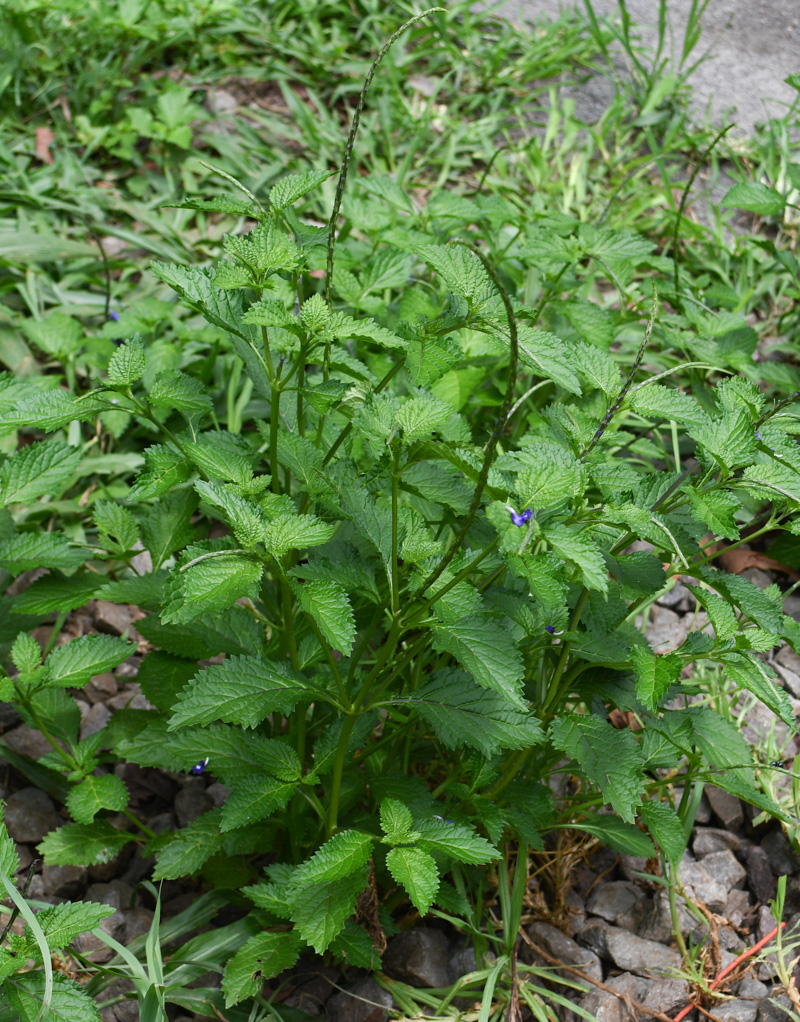 Изображение особи Stachytarpheta cayennensis.