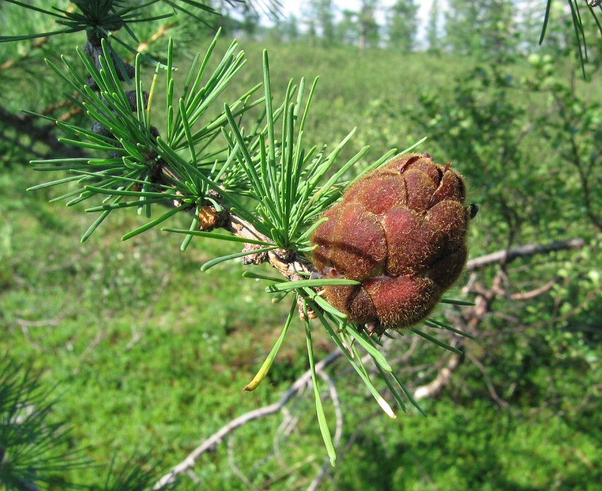 Image of Larix sukaczewii specimen.