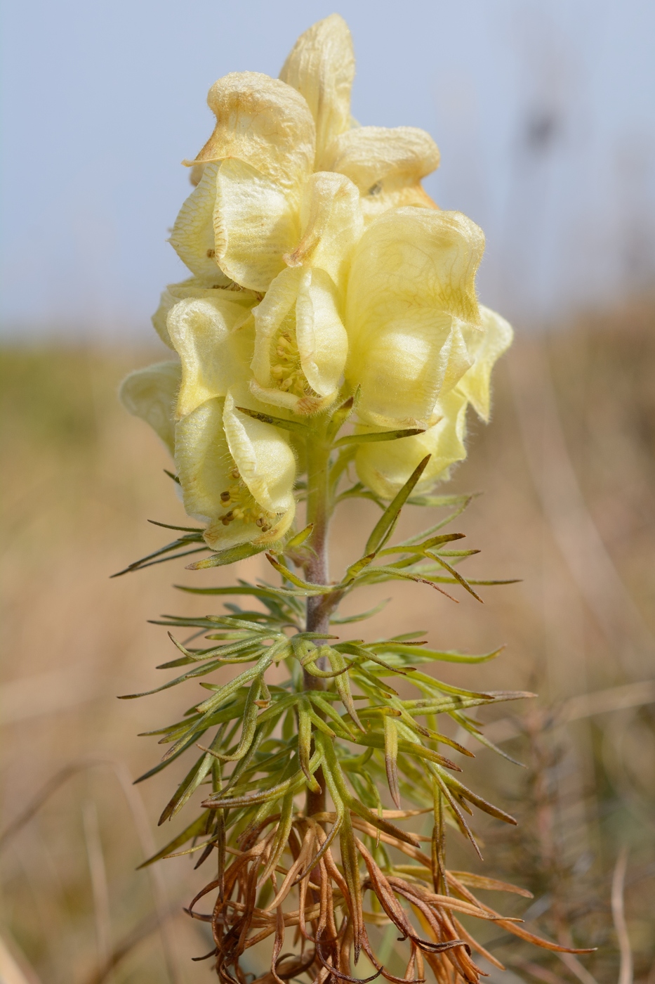 Изображение особи Aconitum confertiflorum.