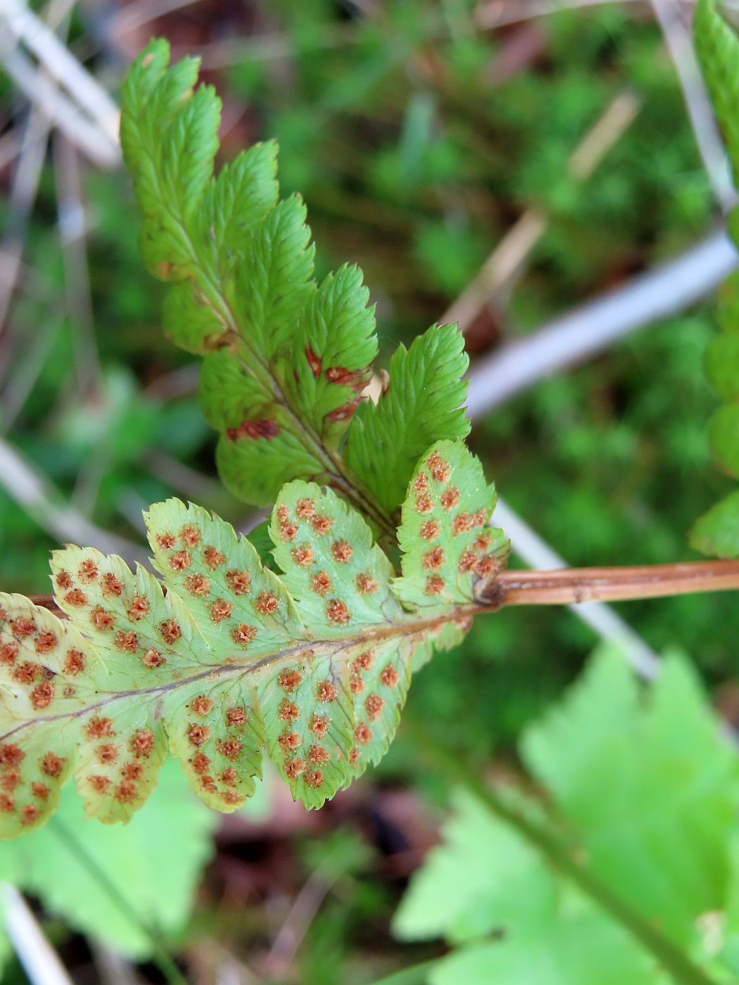 Изображение особи Dryopteris cristata.