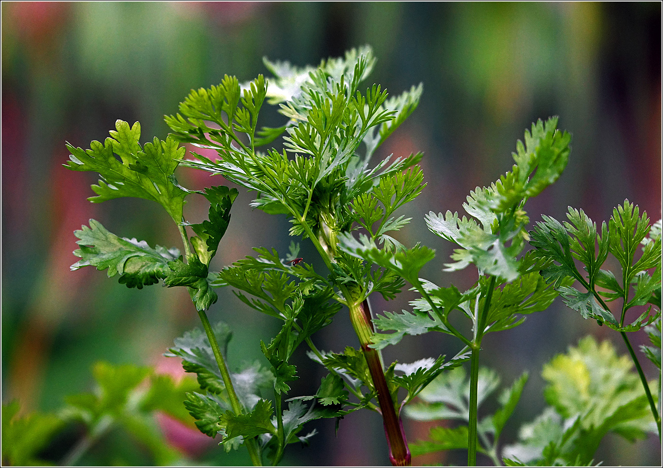 Image of Coriandrum sativum specimen.