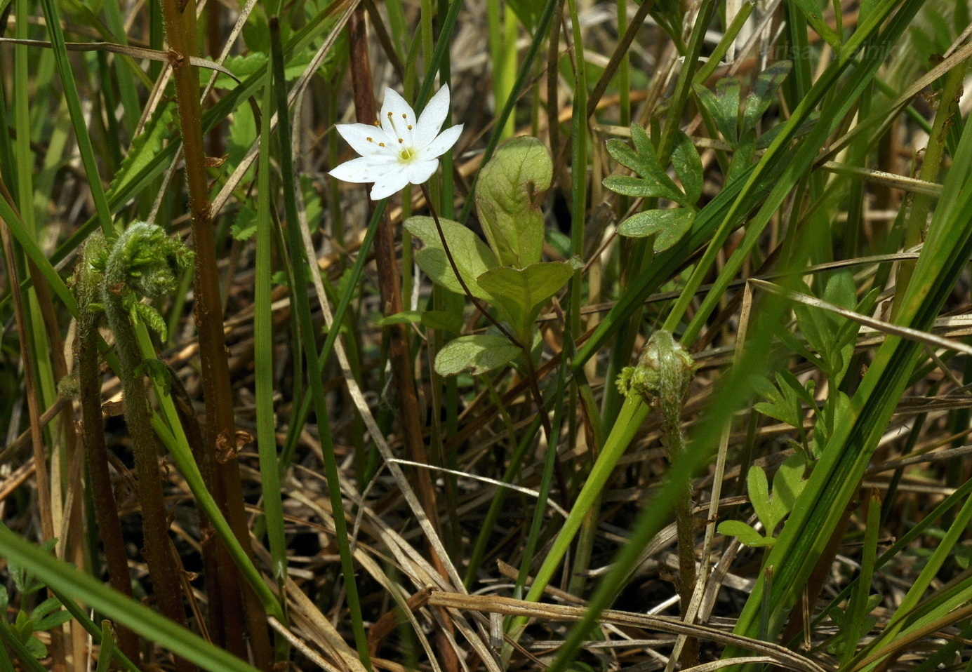 Image of Trientalis arctica specimen.