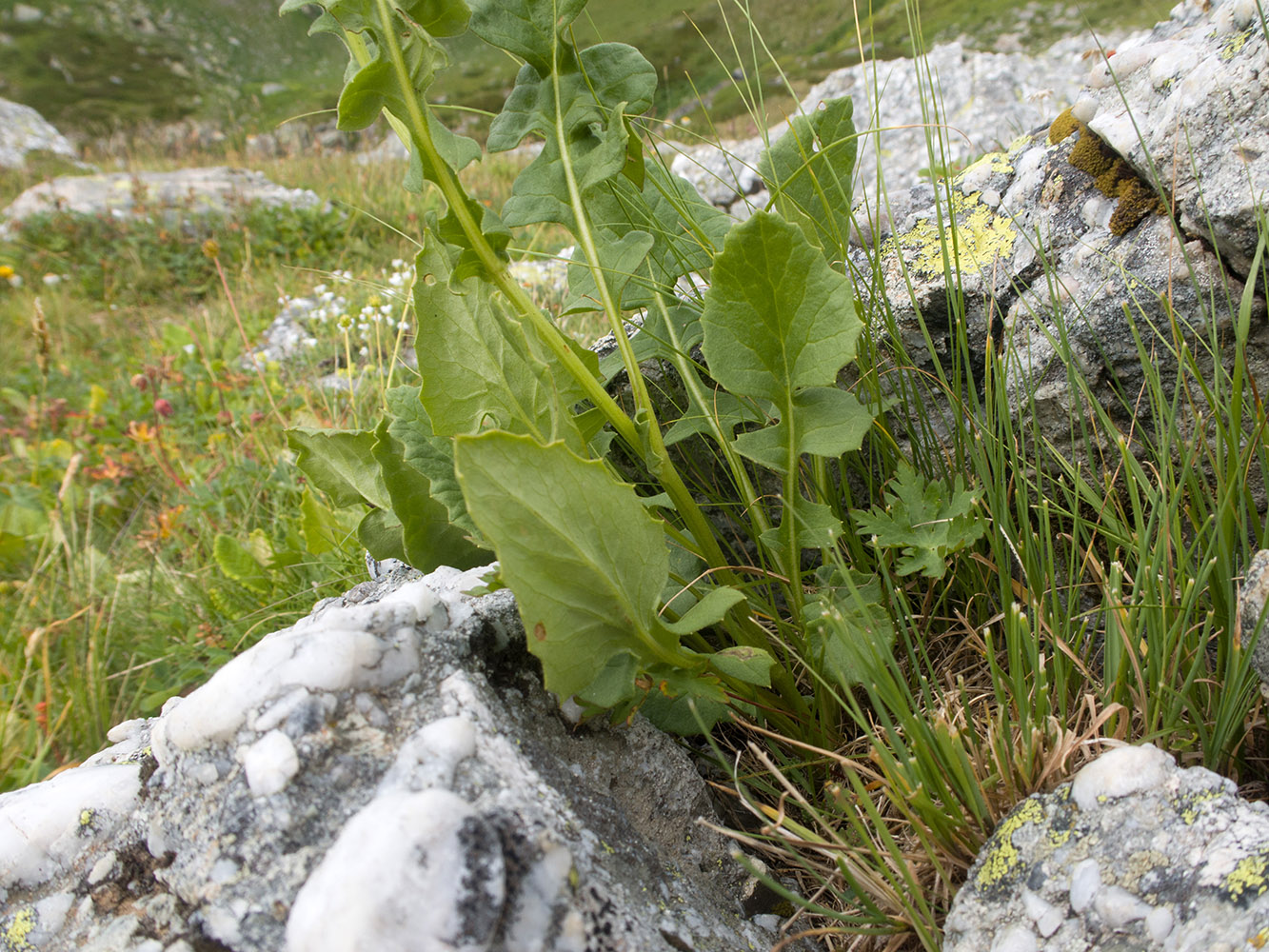 Изображение особи Senecio taraxacifolius.