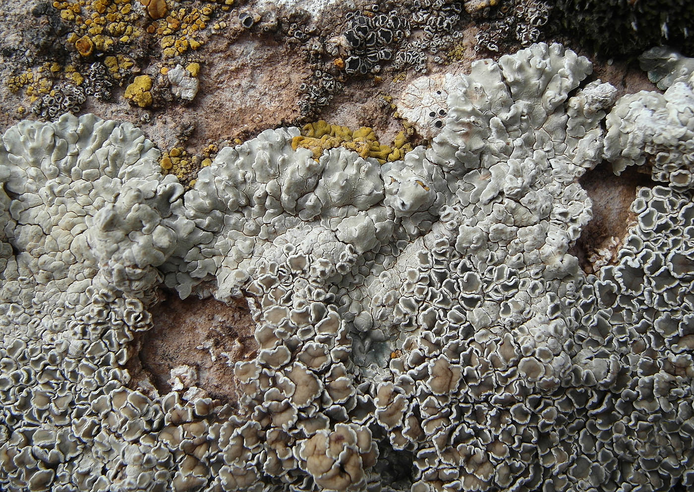 Изображение особи Lecanora muralis.