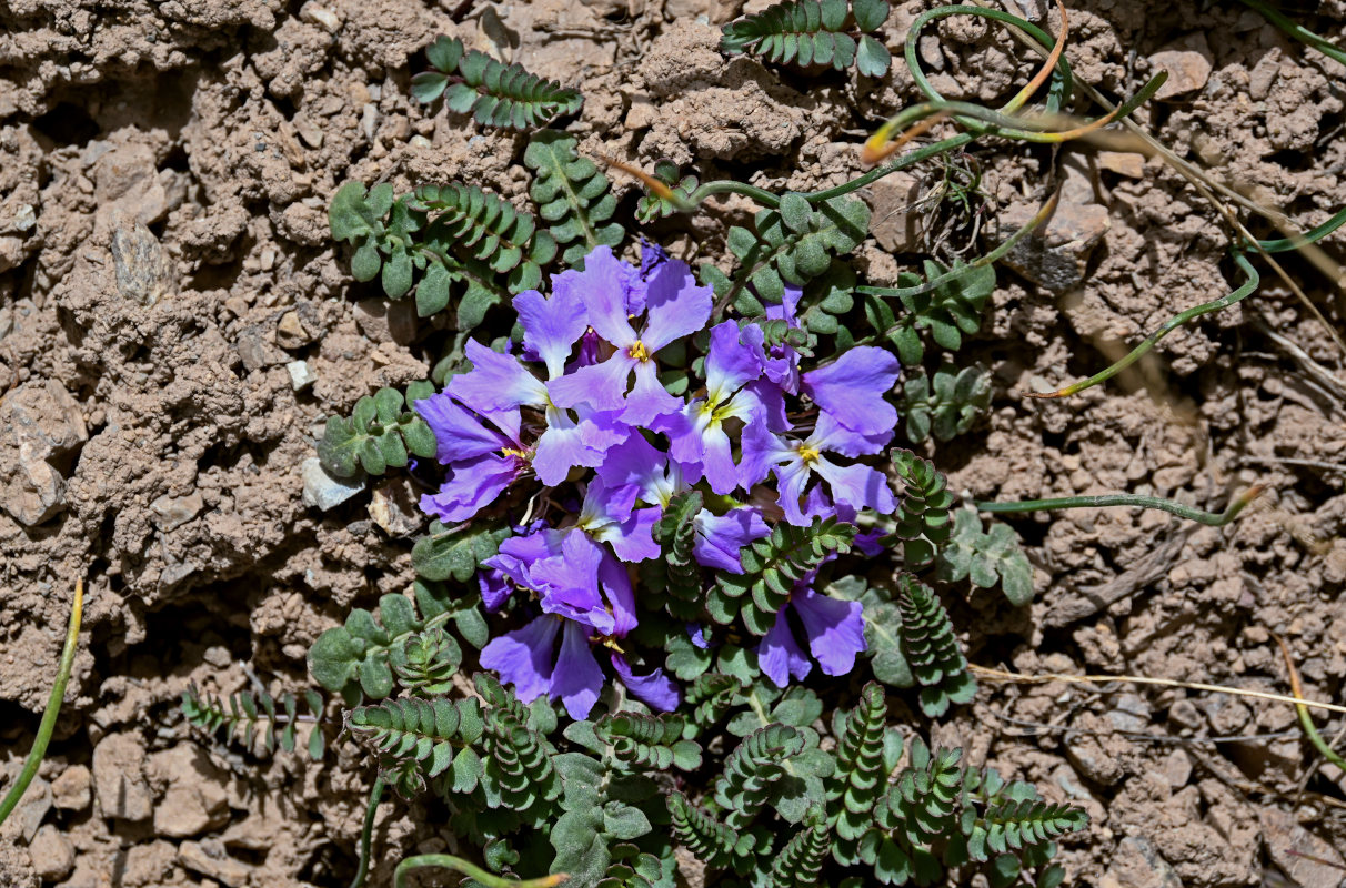 Image of Chorispora bungeana specimen.