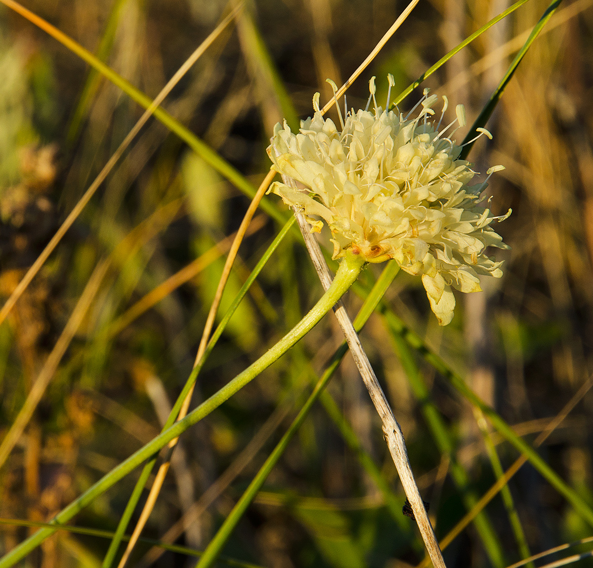 Изображение особи Cephalaria uralensis.