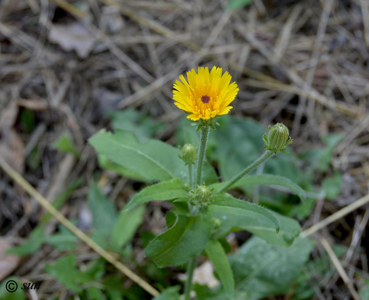 Image of Picris hieracioides specimen.