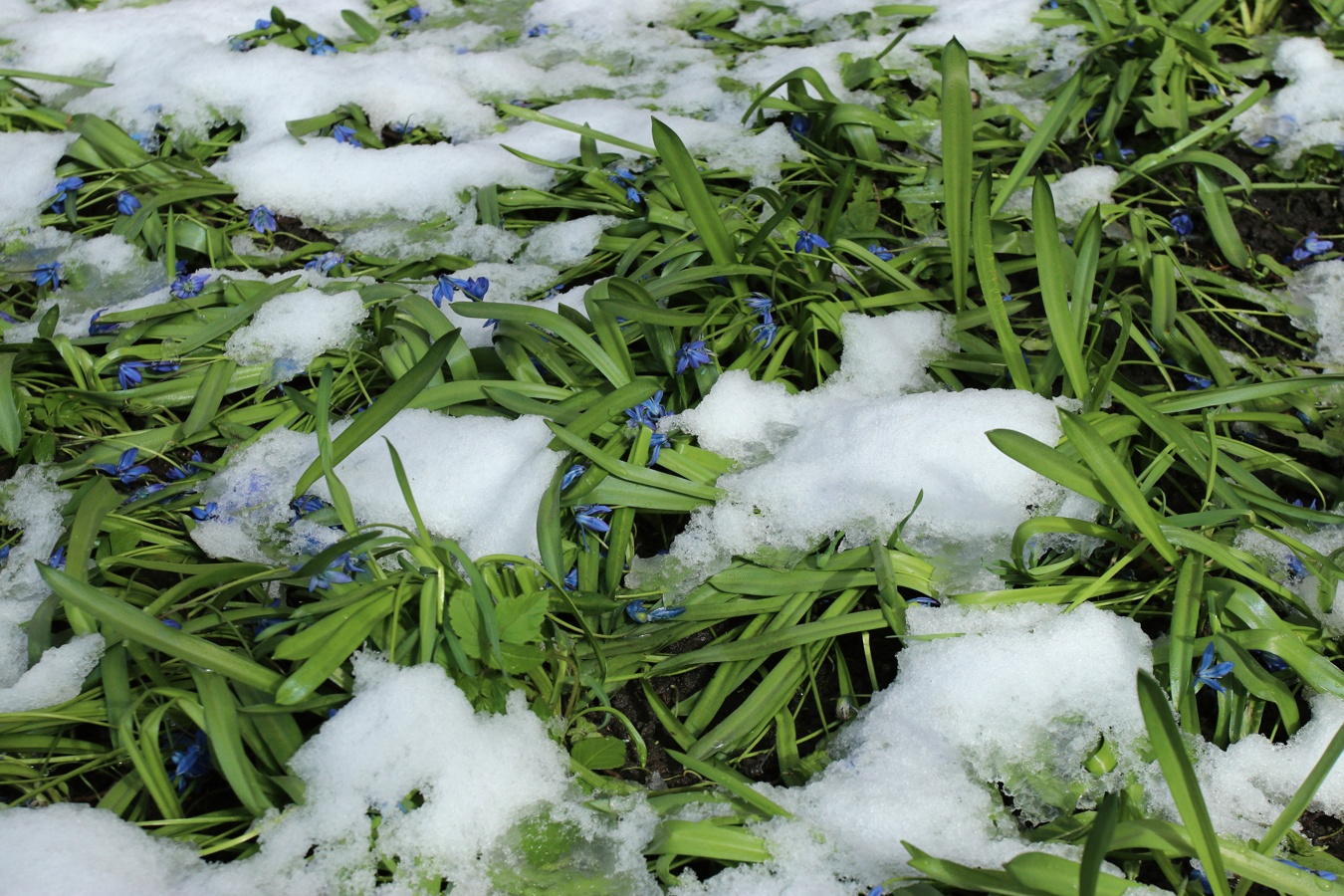 Image of Scilla siberica specimen.