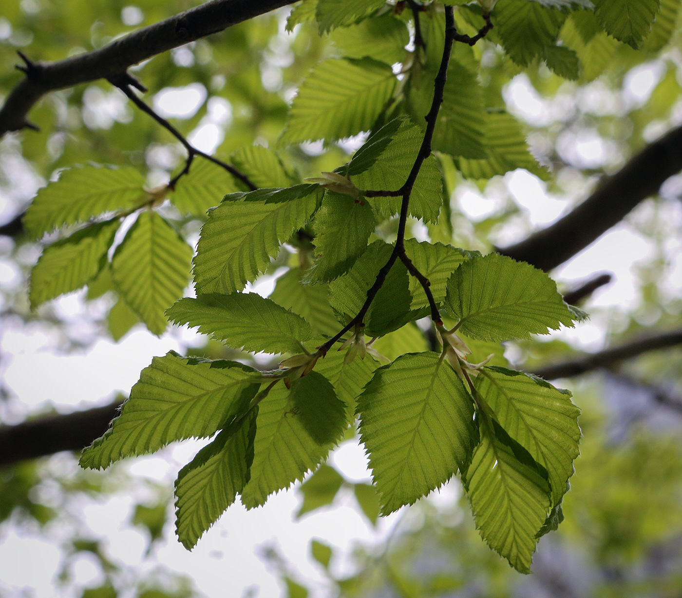 Изображение особи Carpinus betulus.