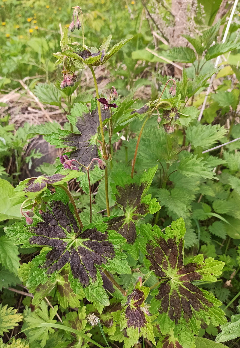 Изображение особи Geranium phaeum.